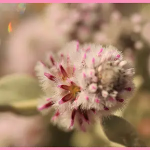 Pink Everlasting Crystal Art
