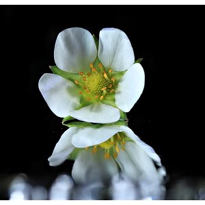 Flower on Crystal Wand