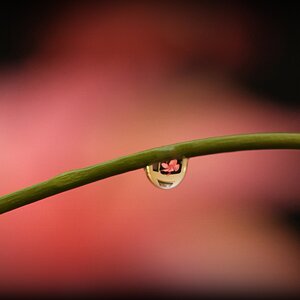 Pink Water droplet