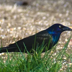 Grackle.jpg