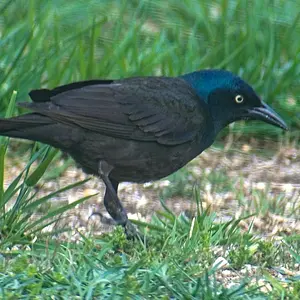 Grackle2.jpg