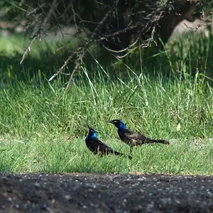 Grackle3.jpg