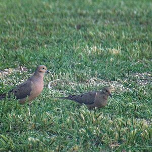 Mourning Doves.jpg