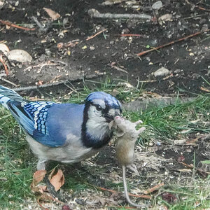 Blue Jay caught a mouse