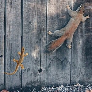 Squirrel chased by Lizard.jpg