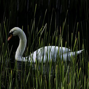 swan-behind-the-reeds_52966403847_o.jpg