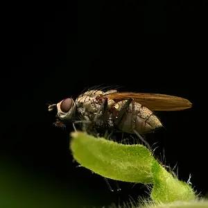 Rootfly.JPG