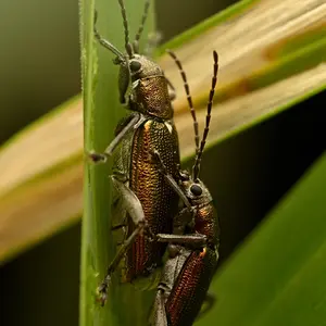 Beetles.JPG