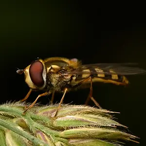 HoverFly.JPG