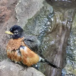 Wet Robin