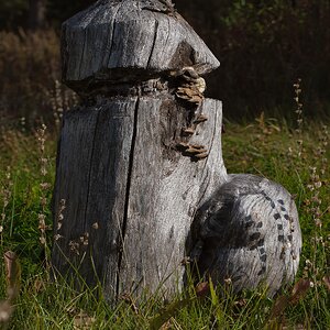 Old stump in the yard.jpg