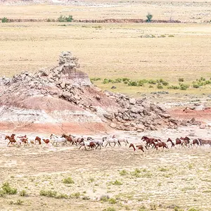 Painting the Landscape with Pintos.jpg