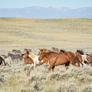 Through the Sagebrush 1 of 4.jpg