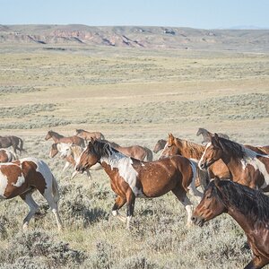 Through the Sagebrush 1 of 5.jpeg