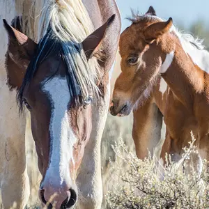 The Wild Blue Eyed Mare.jpg