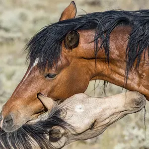 Mare and Foal.jpg