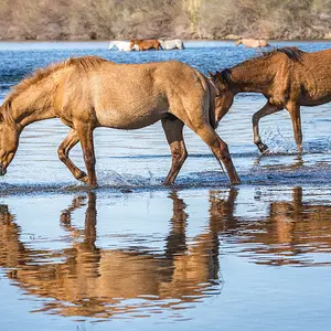 A Wild Salty Reflection.jpg