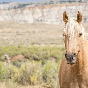 Adobe Town Adopted Palomino 1