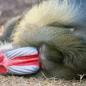 Mandrill 1