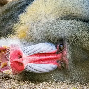 Mandrill 3