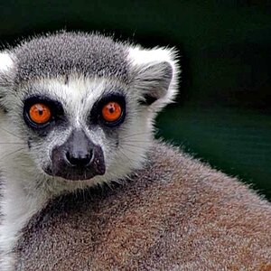 Lemur portrait