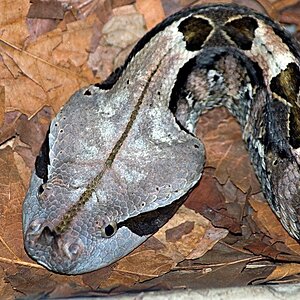 Gaboon Viper