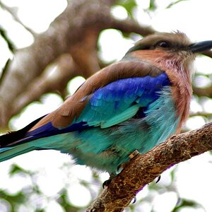 Lilac breasted Roller