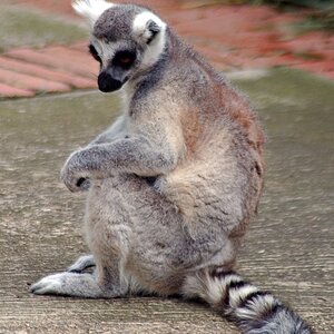 Ring tailed Lemur