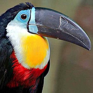 Toucan