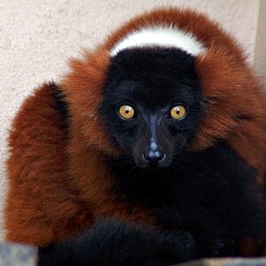 Brown Lemur