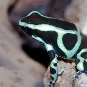 Poison Dart Frog