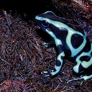 Poison Dart Frog