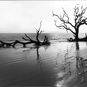 Driftwood Beach, Jekyll Island, GA