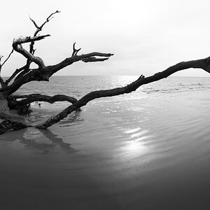 Driftwood Beach, Jekyll Island, GA