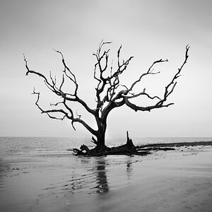 Driftwood Beach, Jekyll Island, GA