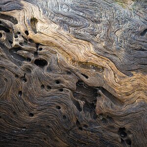 Driftwood Detail