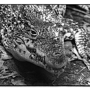 Cuban Crocodile