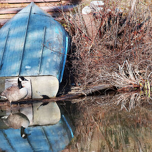 Goose-Boat.jpg