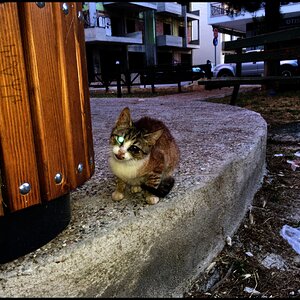 Stray cat blind in one eye