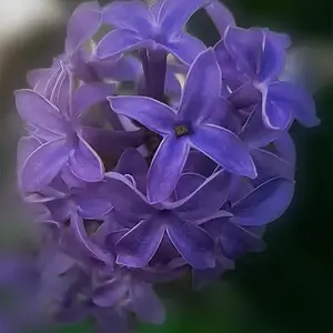 Colorado Lilac