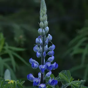 Yard flower #1.jpg