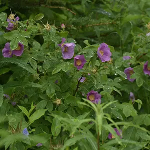Yard flower #2.jpg
