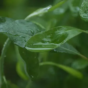 Leaf Puddles POST.jpg