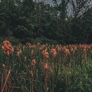 unnamed (2).jpg