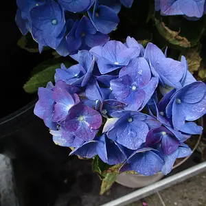 IMG_0235.JPG