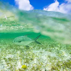Solitary Permit