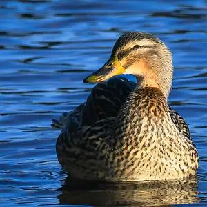 Posing Duck