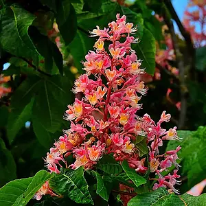 ( Árvore em Flor ) Tributo à Primavera.webp