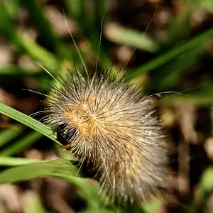 Catapillar