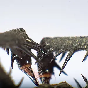 Phrynus sp.webp